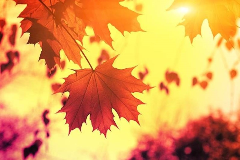 Autumn Brings ... Mystery (part four)