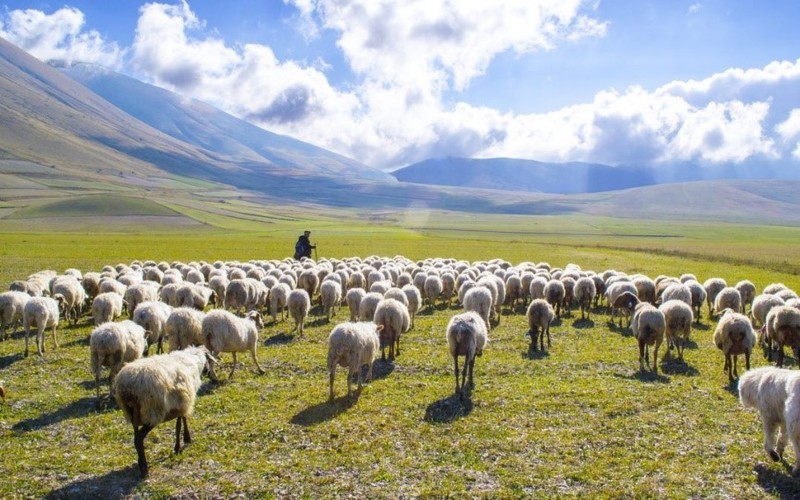 “Exploring the ‘I Am’ Sayings of Jesus: I Am the Good Shepherd (part 4)